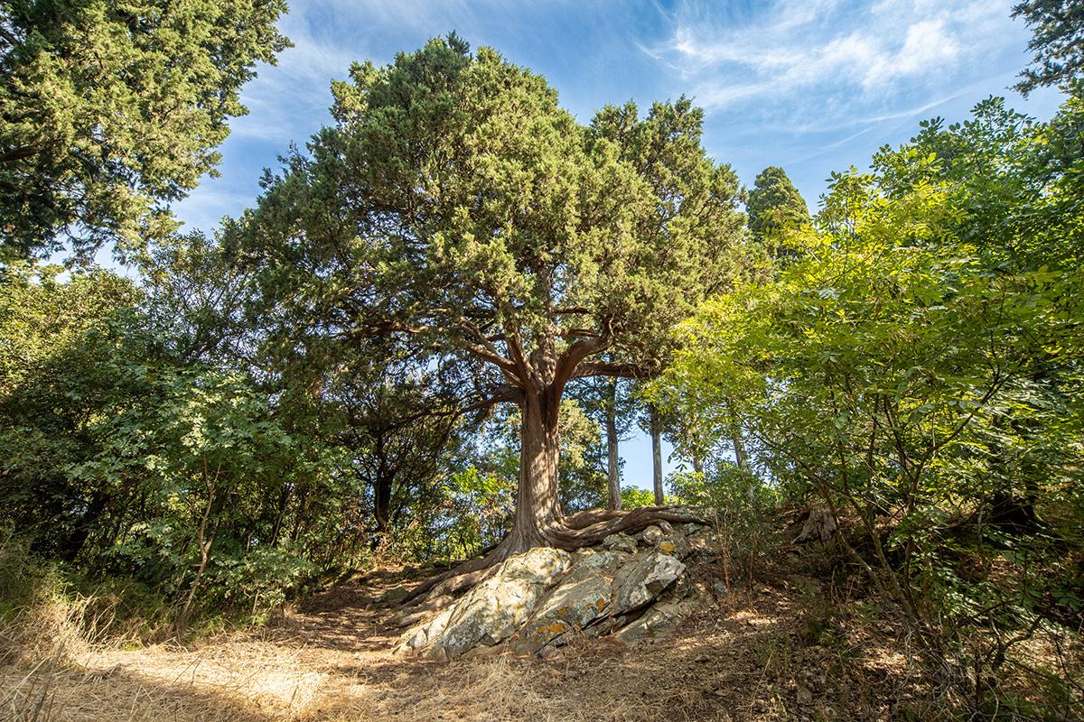 cipressa